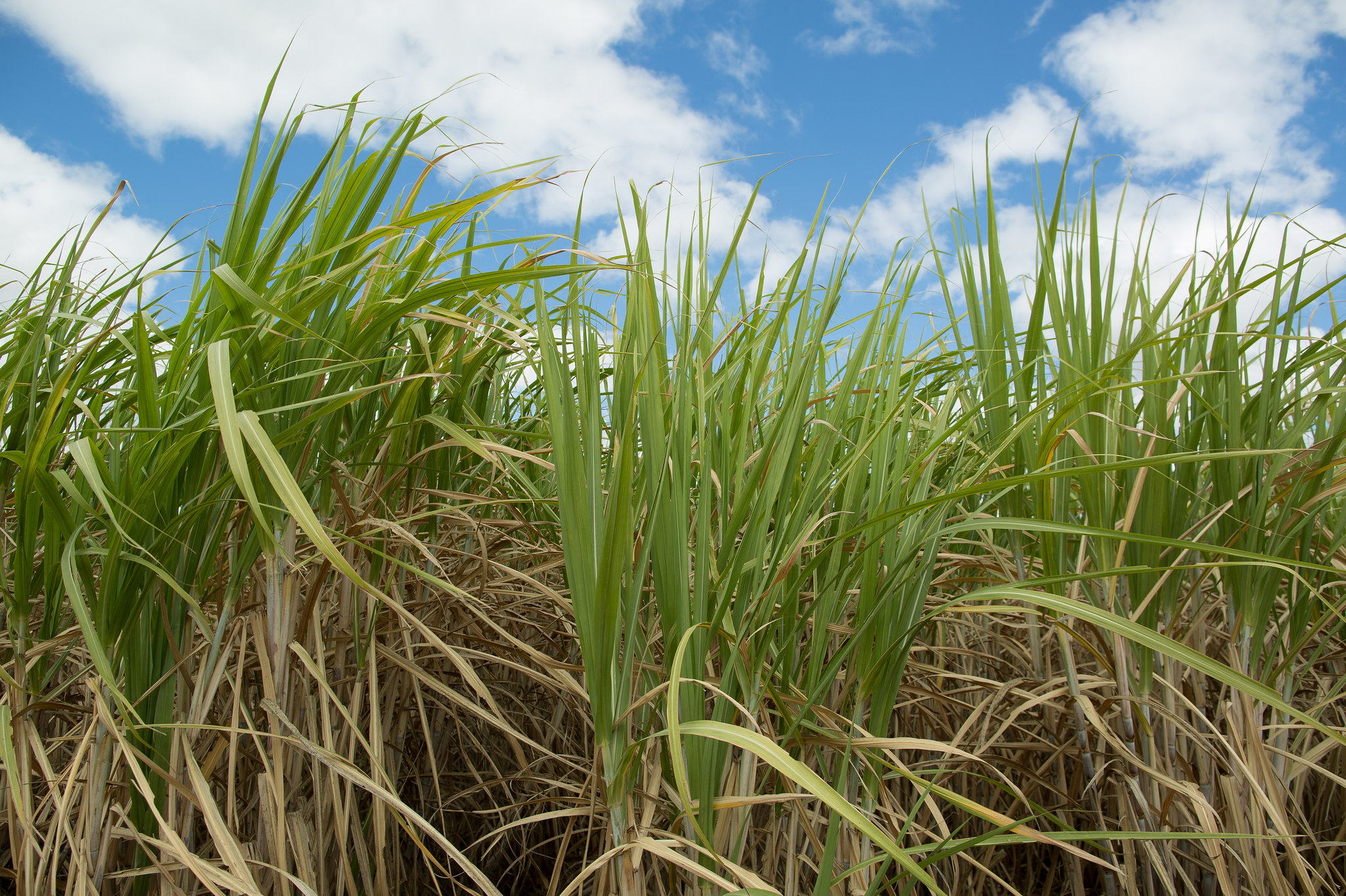CNA discusses demands for the sugarcane sector
