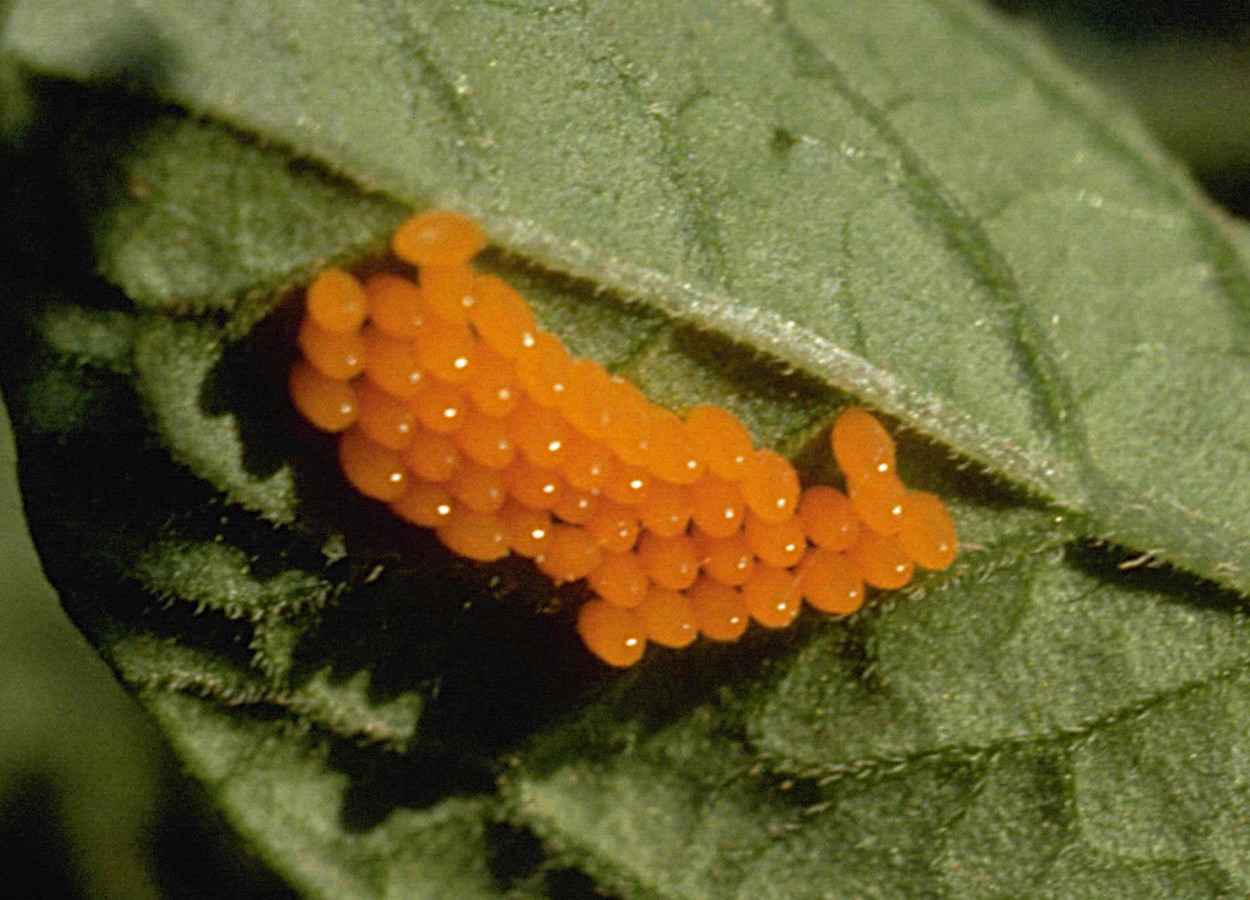 Bioinseticida em spray reduz desfolha e protege lavouras ao atingir larvas pequenas do inseto