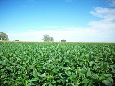 Ciência pode ajudar a reduzir impacto de fertilizantes nitrogenados no meio ambiente