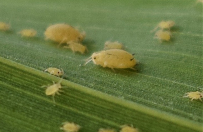 Pulgão-do-sorgo: principal problema fitossanitário da cultura no Brasil