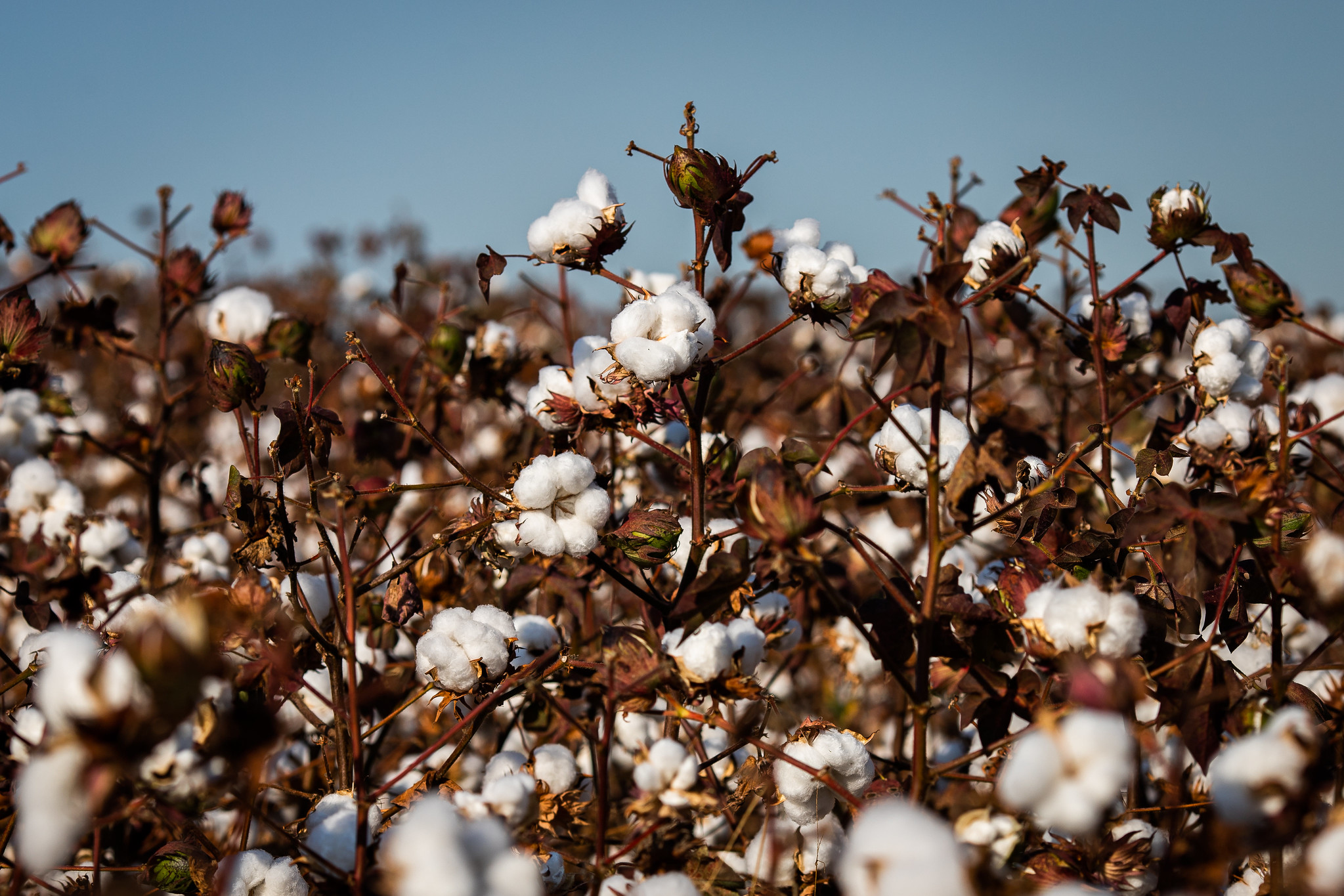 Bahia deve produzir em torno de 12% a mais de algodão, em 2022/2023