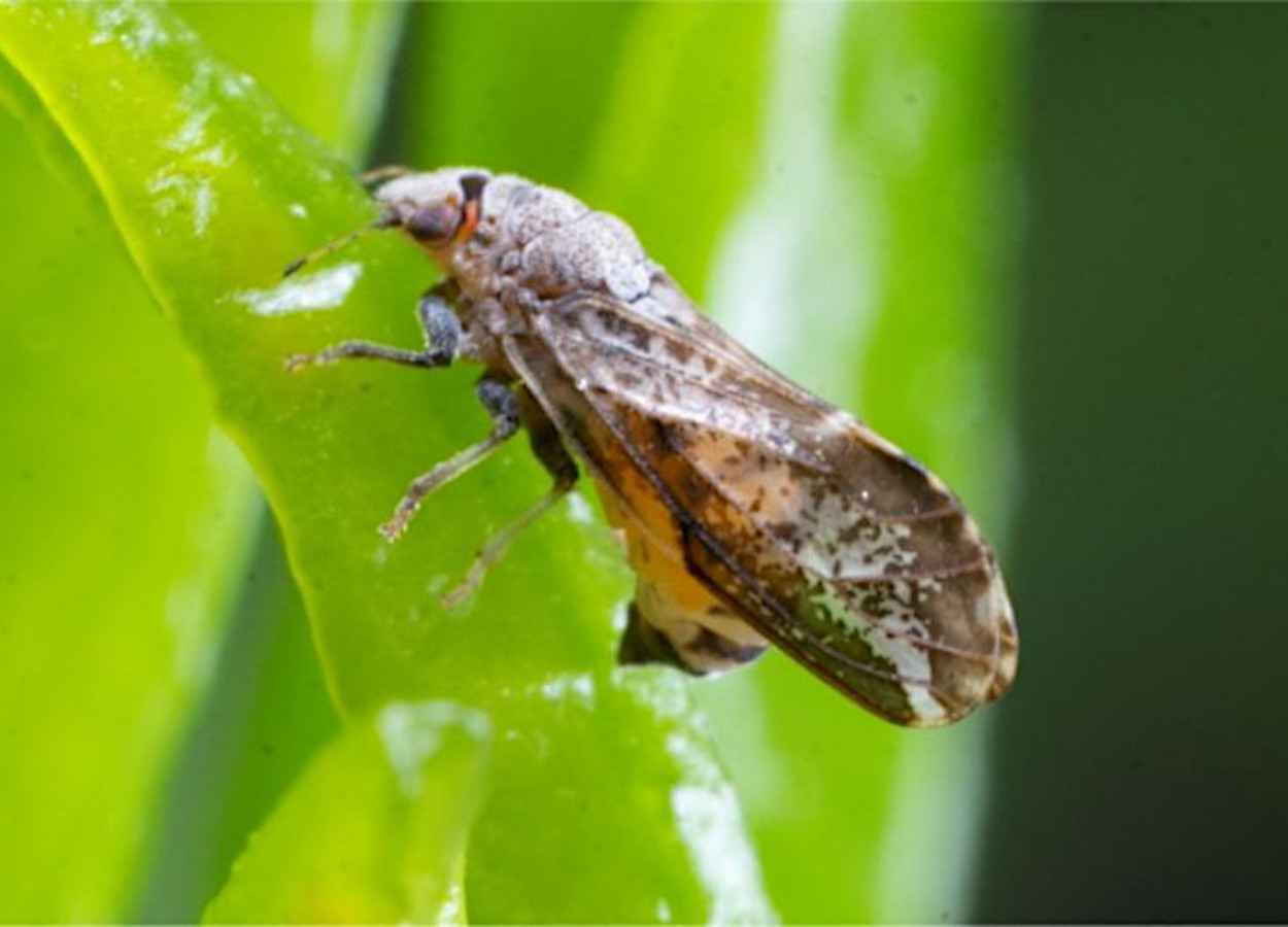 Estudo aponta gene-alvo para controle do psilídeo do Huanglongbing