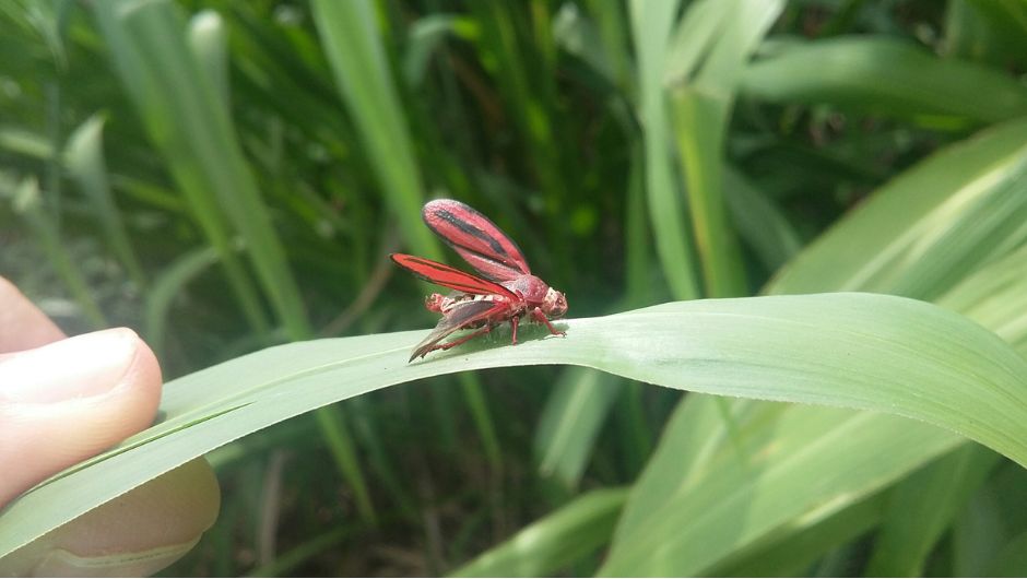 Foto:&nbsp;Ourofino Agrociência