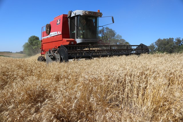 Produtores dão seguimento à colheita dos grãos de inverno no RS