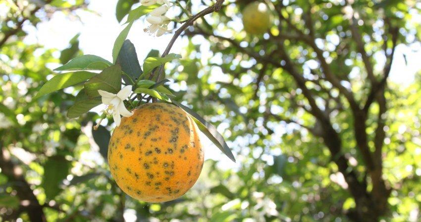 Estudos indicam os volumes de calda mais eficientes para o controle da pinta preta em citros