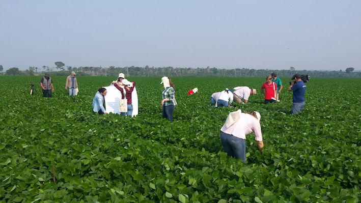 Mais de 300 produtores participam de atividade técnica e em campo da Aprosoja