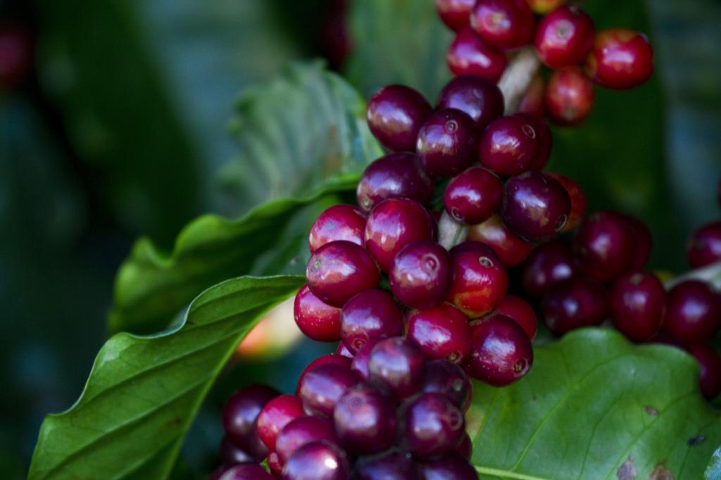 FMC valoriza e divulga café brasileiro na Coffee Expo 2019 nos EUA