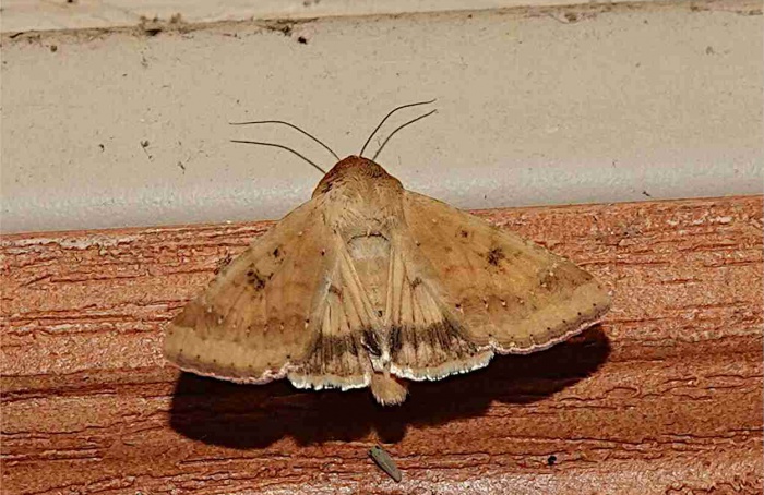 Mistura de milhos gera evolução no voo da lagarta-da-espiga