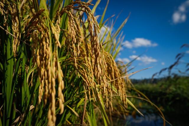 Enquanto mercado interno segue lento, dólar alto eleva exportações do arroz