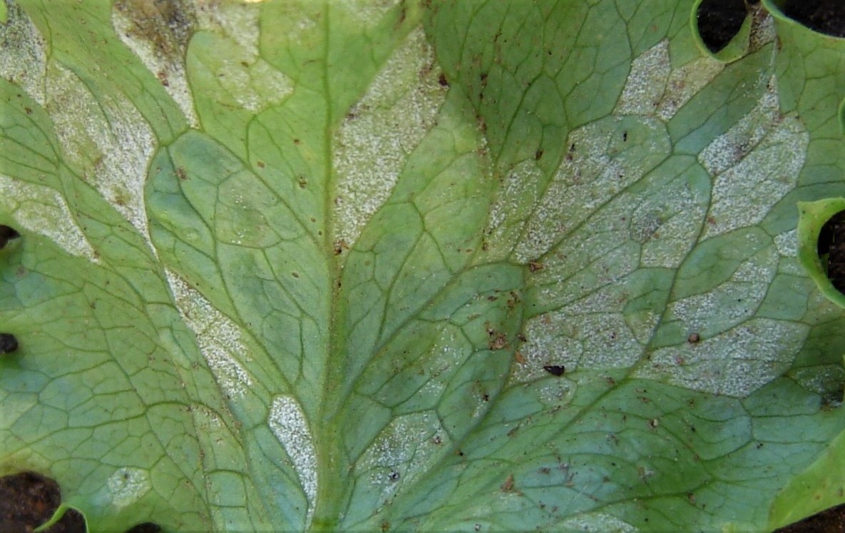 Esporulação de B. lactucae na face inferior das folhas