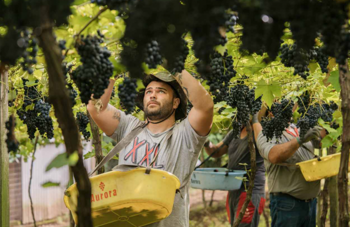 Cooperativa Vinícola Aurora conclui safra 2024 com 50,3 milhões de quilos de uva