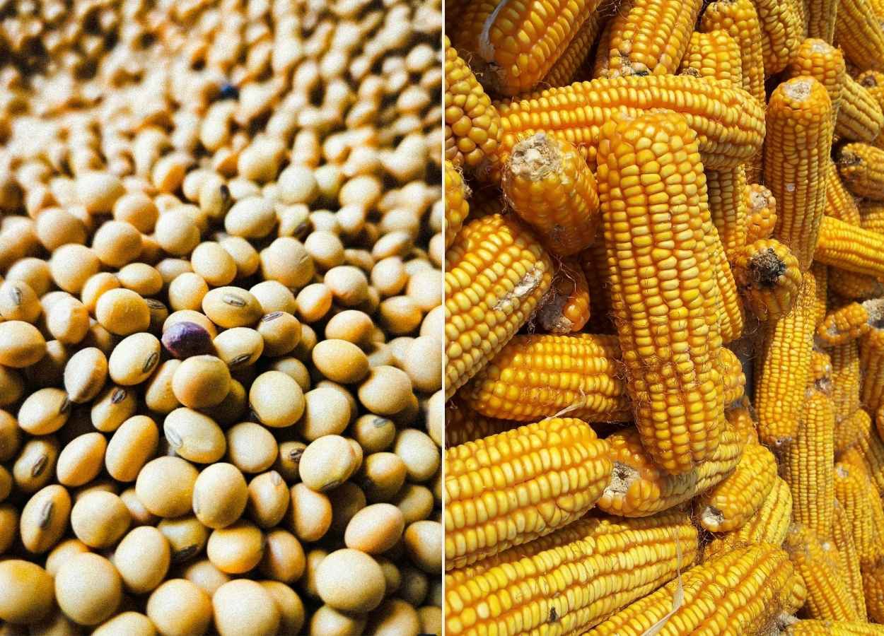 Consumo e exportações sustentam preços da soja e do milho
