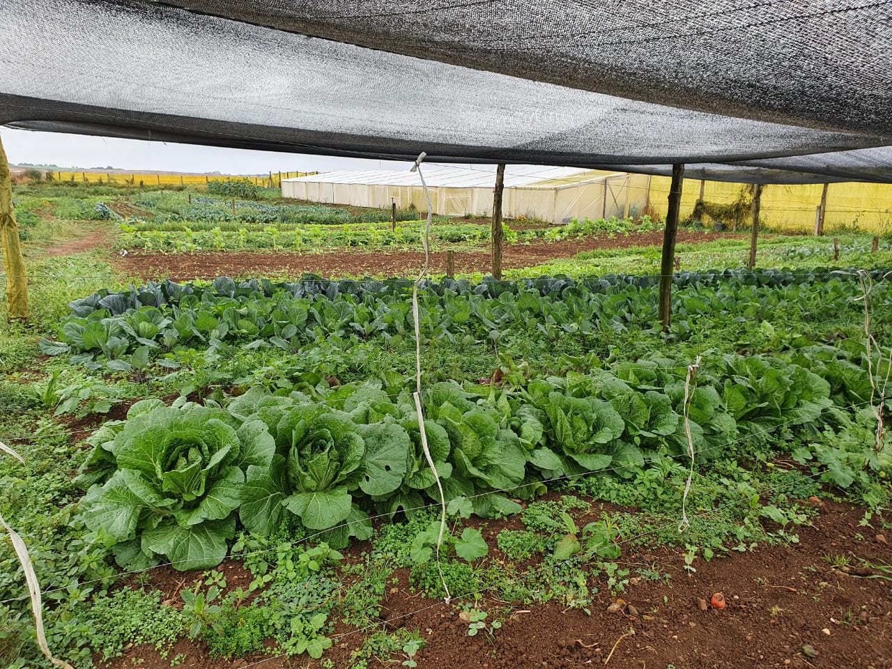 A produção aumentou durante a pandemia e Rolinda buscou investir em variedades de hortaliças / Rolinda Salomons