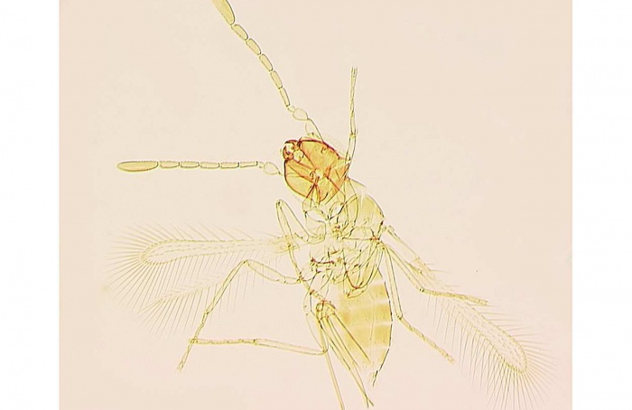 Parasitoides nativos atacam ovos de Amrasca biguttula