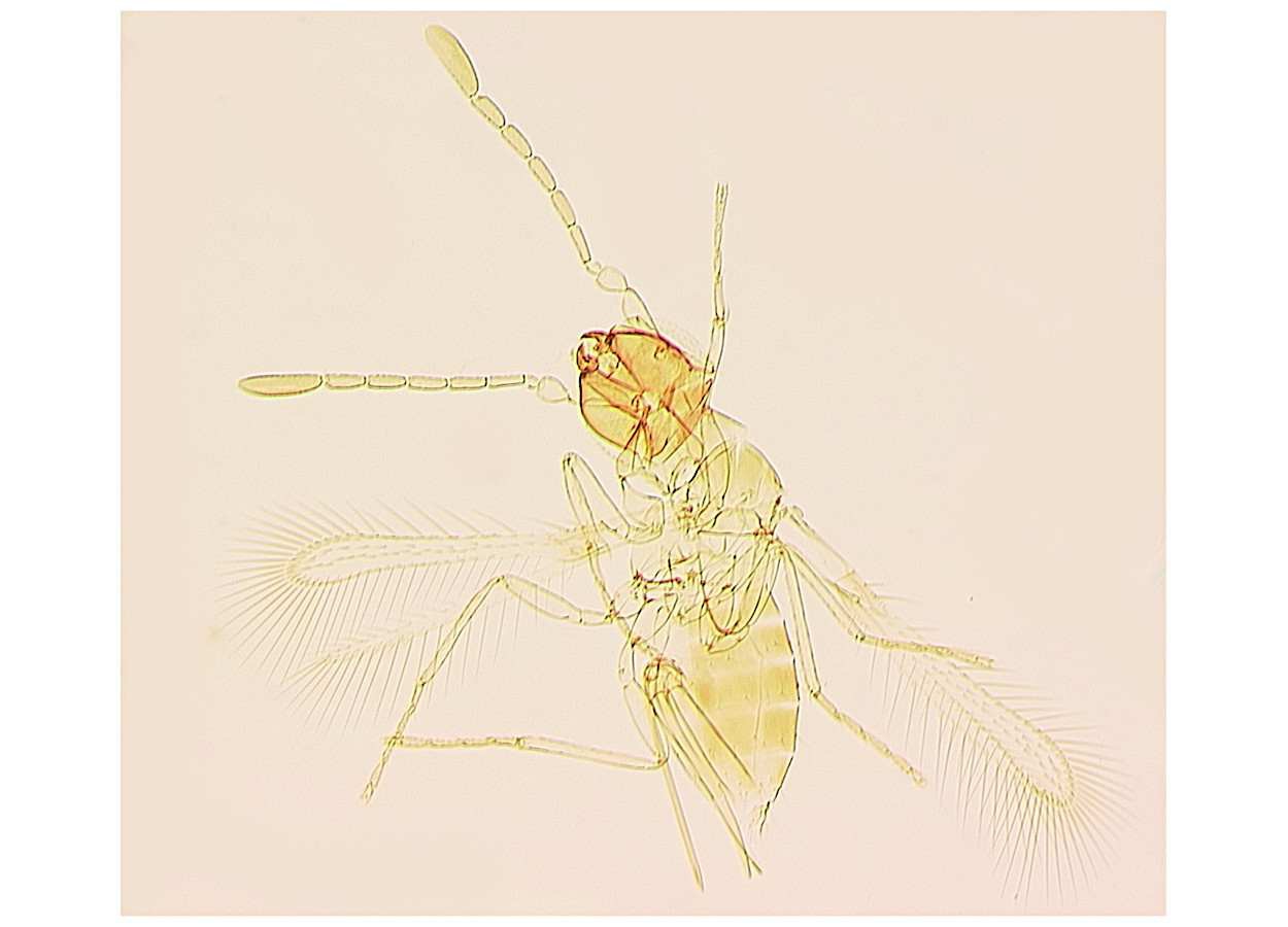 Anagrus vulneratus e Anagrus sp. near vulneratus emergem de ovos da praga quarentenária