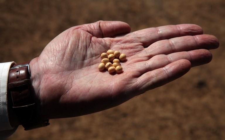 Sementes de alta qualidade aumentam produção de soja