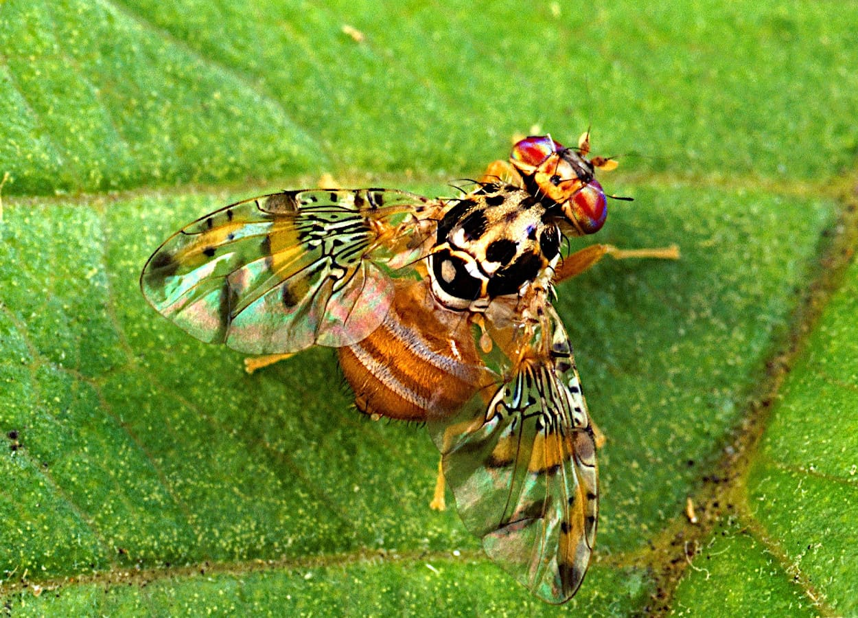 Foto: Scott Bauer, USDA Agricultural Research Service
