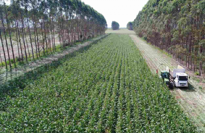 Brasil possui 28 milhões de ha de pastagens degradadas com potencial para expansão agrícola