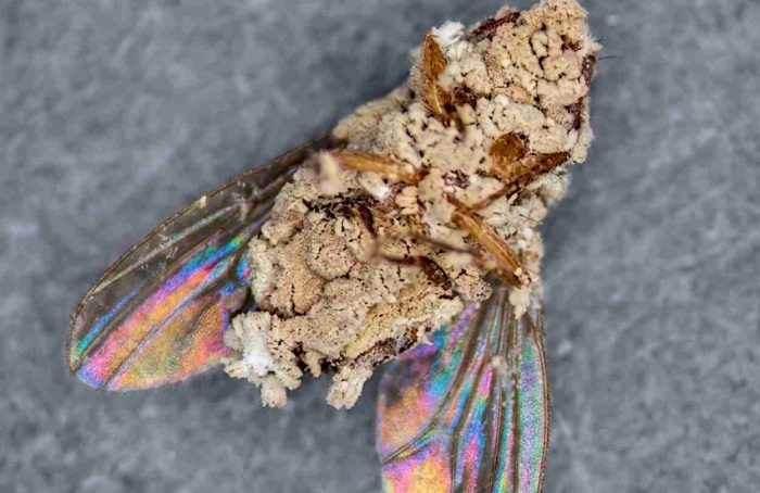 Fungo com dieta ampla mata insetos e coloniza raízes