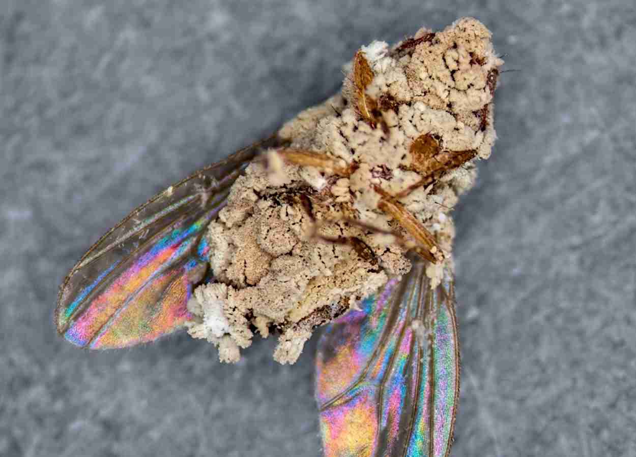 Fungo com dieta ampla mata insetos e coloniza raízes