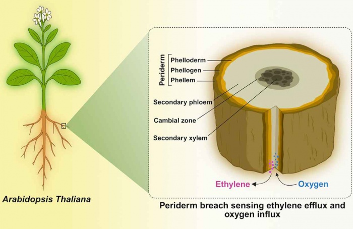 Etileno e oxigênio controlam regeneração de tecidos em plantas