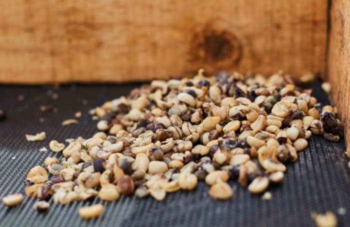 Cafés com impurezas acima do limite são retirados do mercado