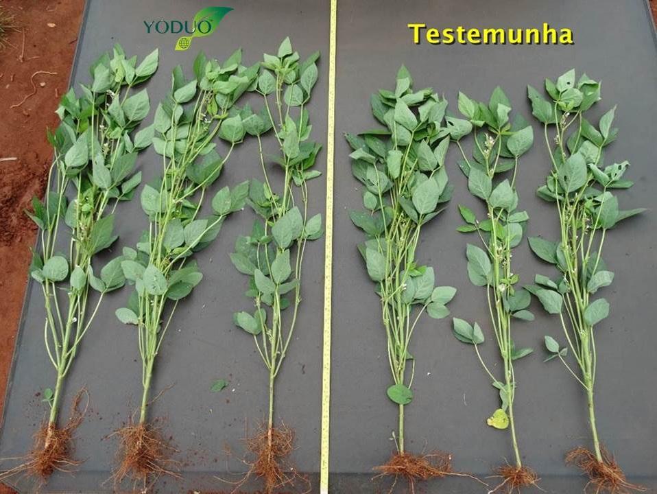 Novo bioestimulante ajuda no aumento de produtividade da soja