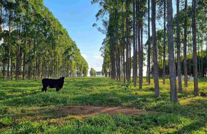 Estudo aponta déficit bilionário de carbono nos solos do Brasil