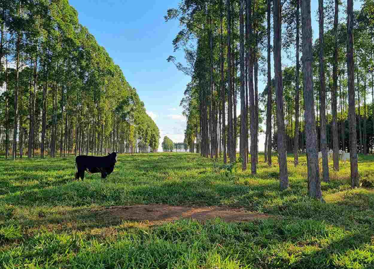 Estudo aponta déficit bilionário de carbono nos solos do Brasil
