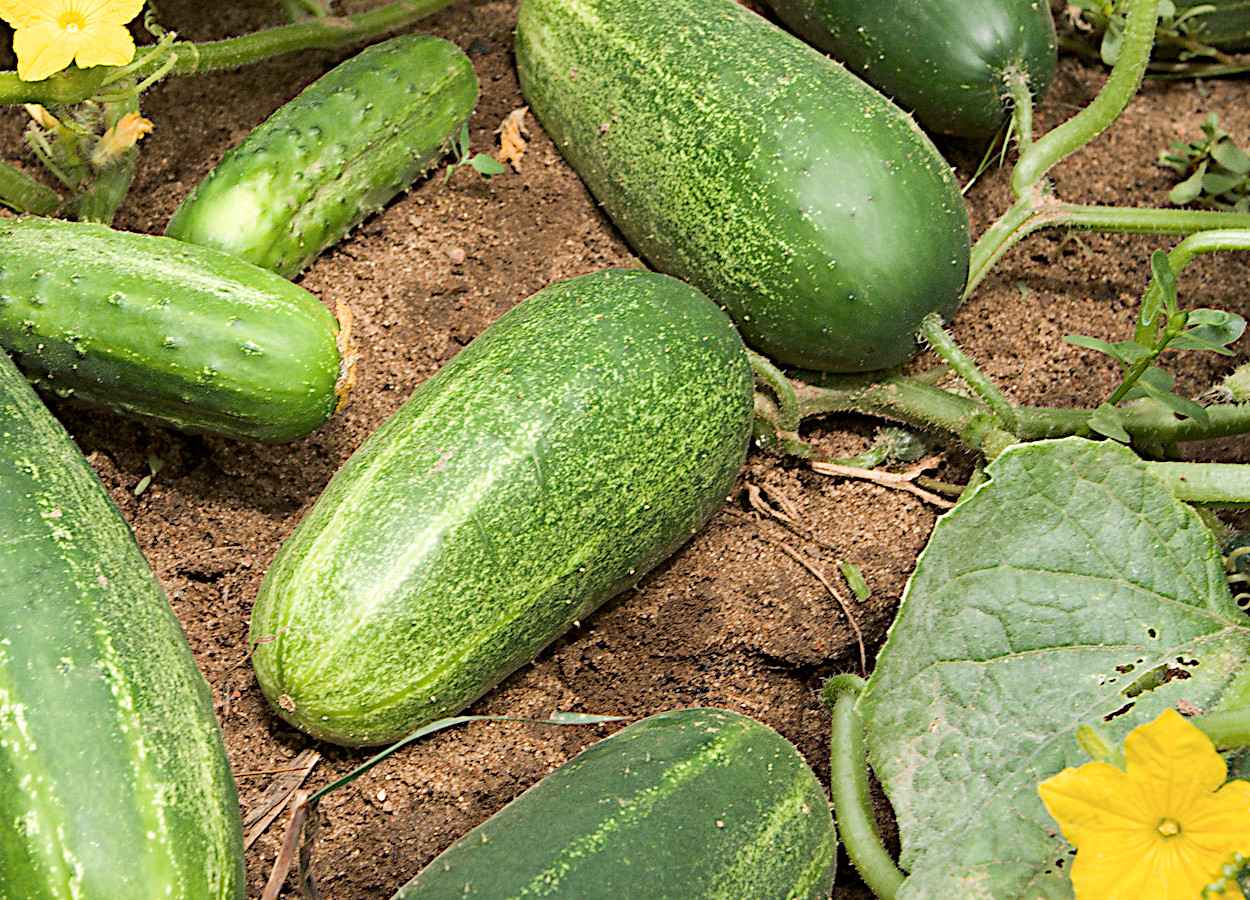 Foto: Stephen Ausmus / USDA ARS