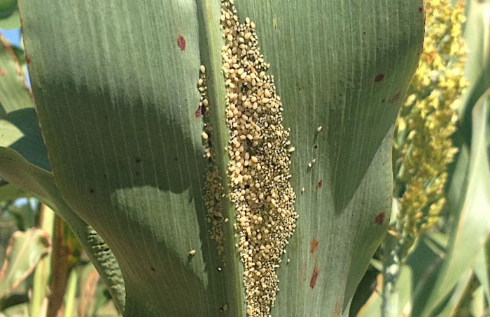 Estudo indica que silício no solo reduz infestação de pulgão-do-sorgo