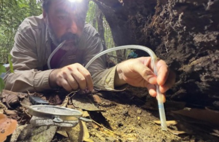 Expedição revela diversidade de insetos na Amazônia
