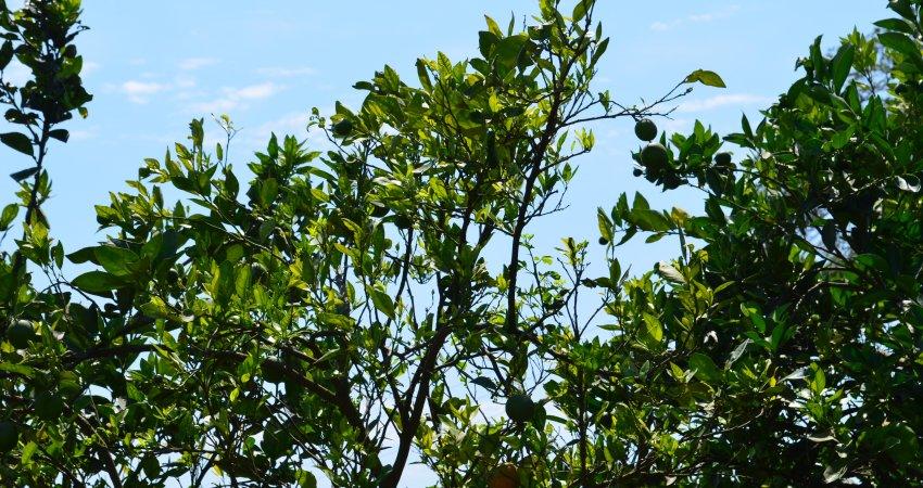 Região de Limeira (SP) é a mais contaminada pelo greening em todo o cinturão citrícola de SP e MG