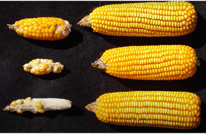 Stuntings in corn crops