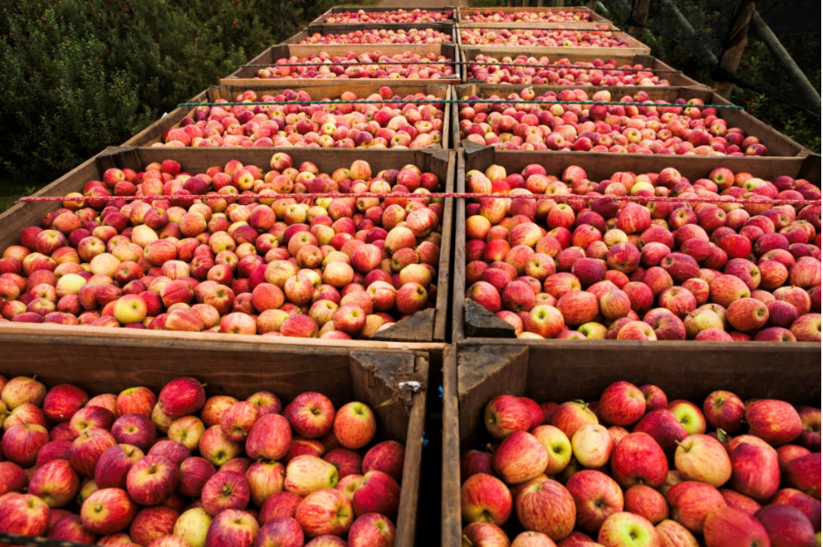 Rasip encerra colheita da maçã com perspectiva positiva para exportação