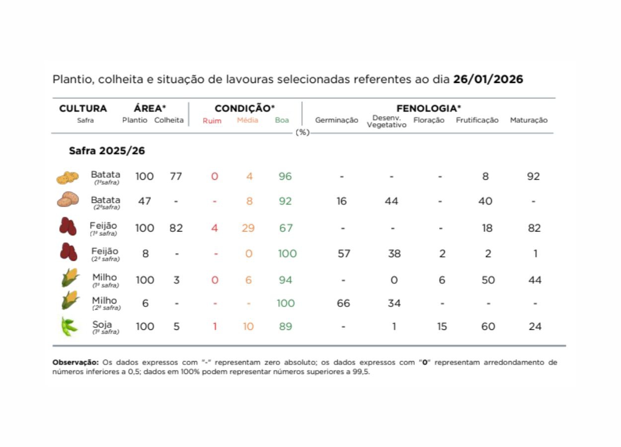 PR Safra 2025/26: perspectivas para o milho seguem positivas