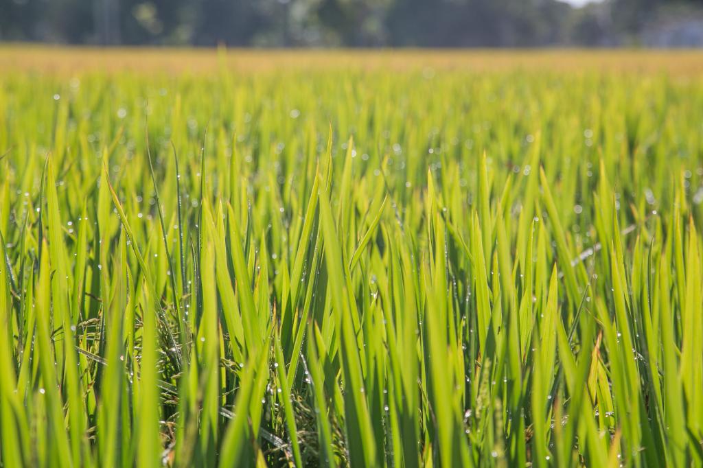 Governo federal sinaliza prorrogação de custeio e investimento para o arroz
