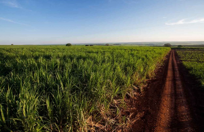 Cana-de-açúcar: área disponível para colheita cresce 3%