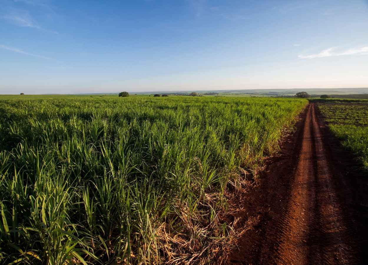 Cana-de-açúcar: área disponível para colheita cresce 3%