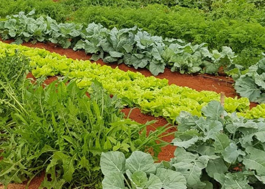 Produção de hortaliças folhosas ganha normas e selo de certificação