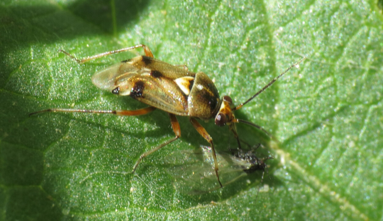 <i>Deraeocoris serenus</i>&nbsp;- Foto: Simon Oliver