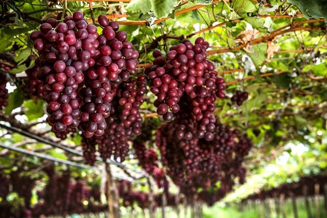 Irrigação por gotejamento é alternativa ecoeficiente na produção de uvas