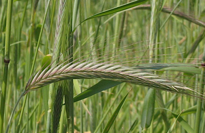 Como a adubação sustentou o domínio agrícola no norte da Europa