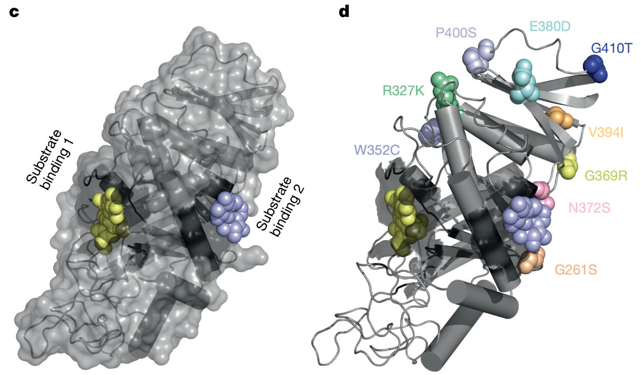 <b>c,d -</b> estrutura de cristal de raios X da α-amilase ligada à acarbose como um análogo de substrato (esferas magenta e amarela). Em <b>d</b>, variantes de aminoácidos amy1_1 (encontradas em Morex, Barke e RGT Planet) são adicionadas como esferas coloridas