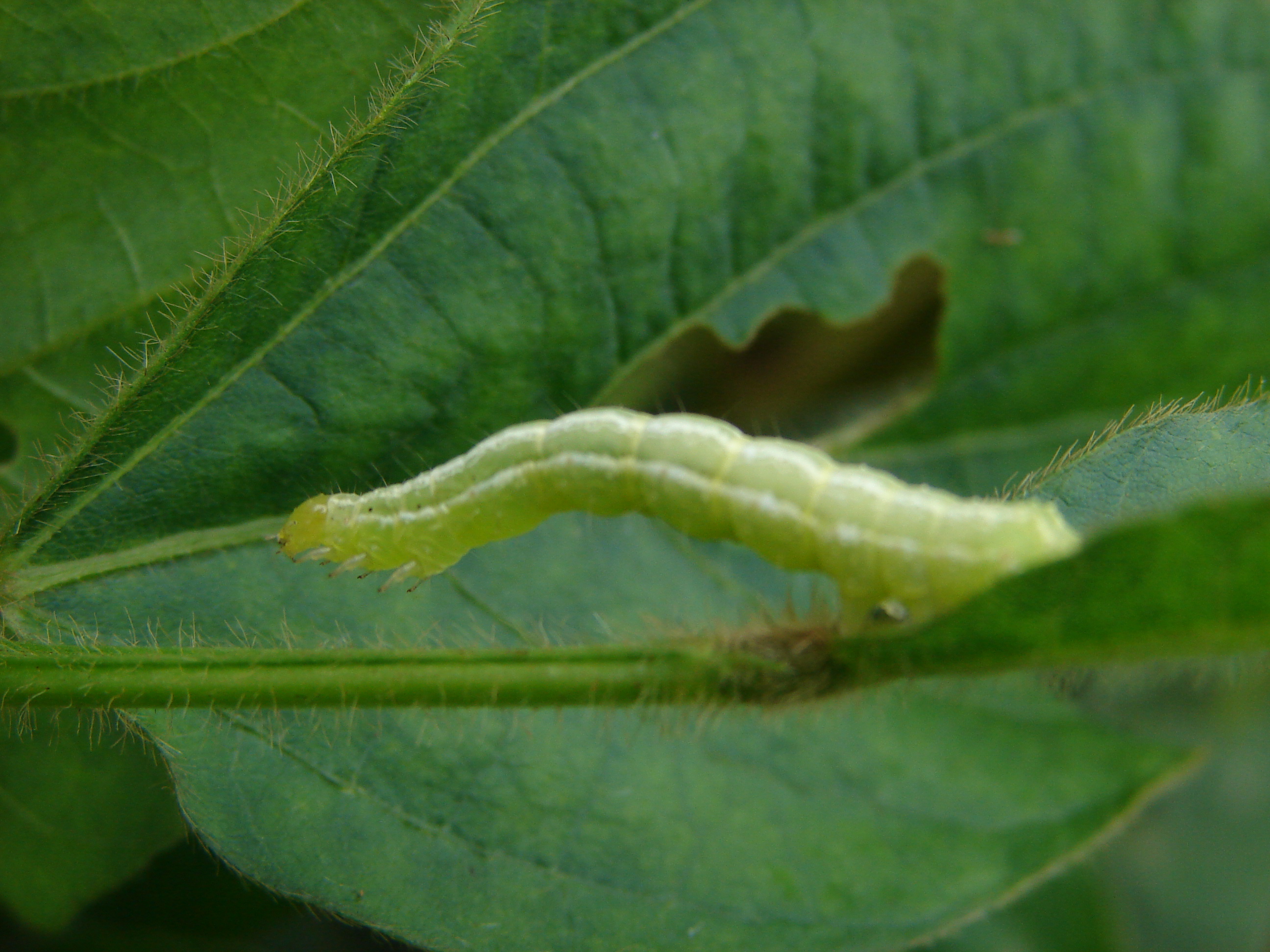 Presença da lagarta C. includens causando danos em folha de soja.