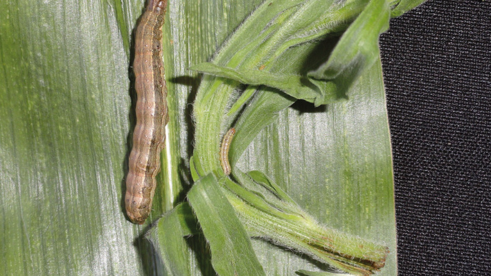 Figura 4 - Lagartas de Spodoptera frugiperda de mesma idade mantidas com alimentação exclusiva em folhas de milho (lagarta grande, que se desenvolveu) e buva (lagarta pequena, que não se desenvolveu)
