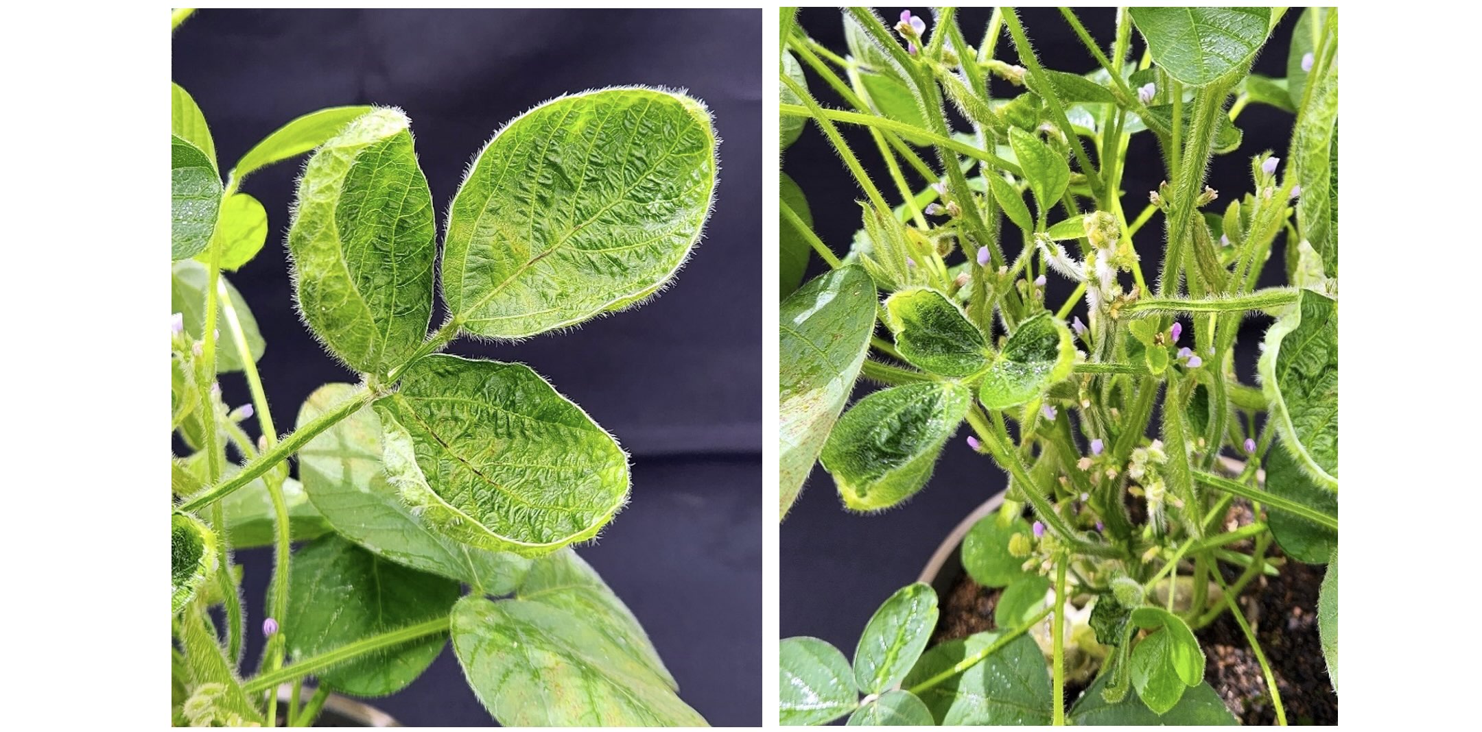 <b>Figura 2 - </b>sintomas de dicamba em plantas de soja; detalhe para ocorrência de encarquilhamento, cupping e danos meristemáticos. Machado – MG, 2023