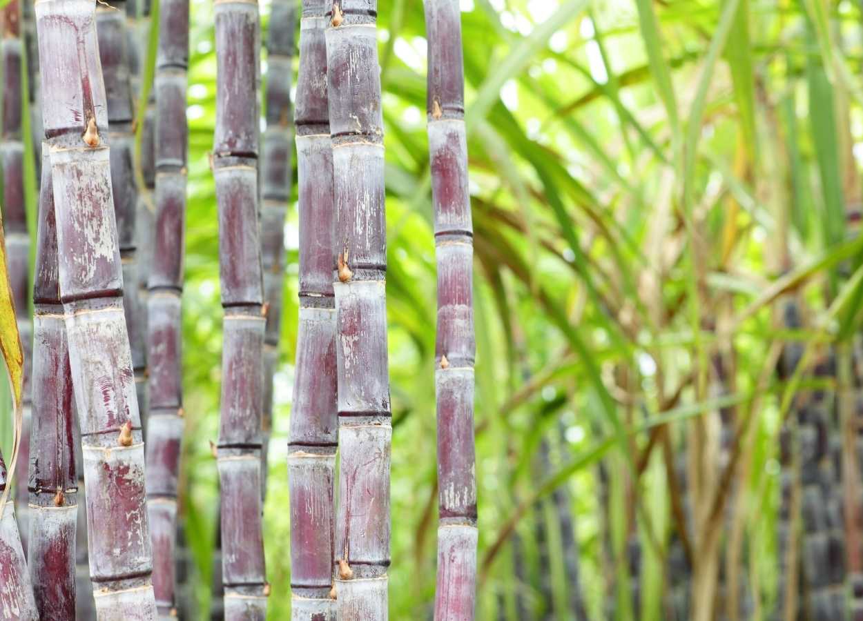 Super El Niño amplia riscos à oferta de açúcar, aponta Hedgepoint