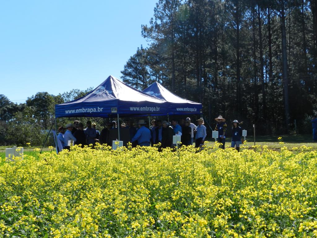 Evento reuniu produtores de canola