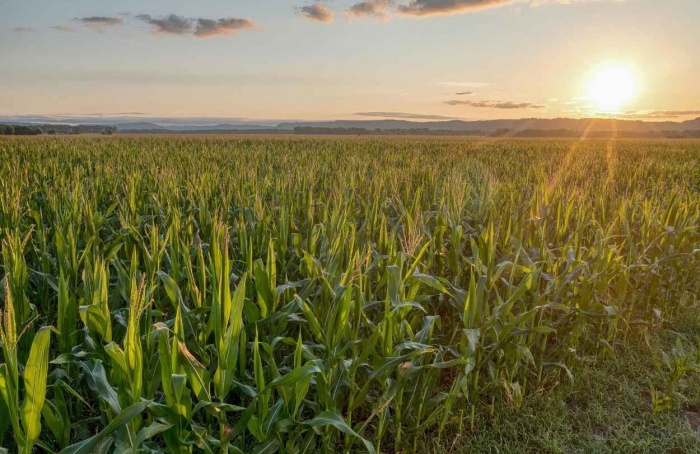 Déficit hídrico eleva risco produtivo em áreas do Centro-Oeste